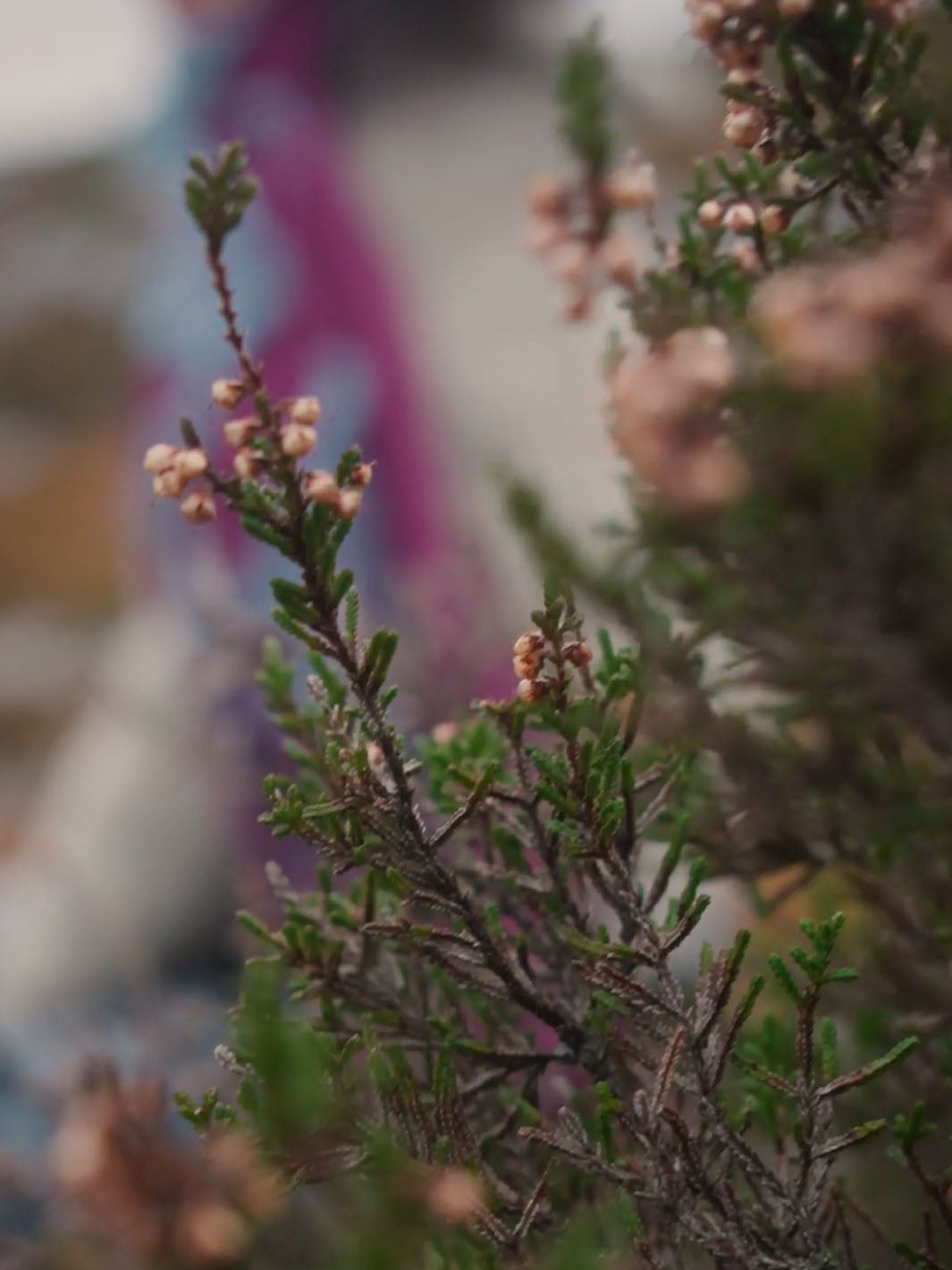 Nahaufnahme Heidekraut