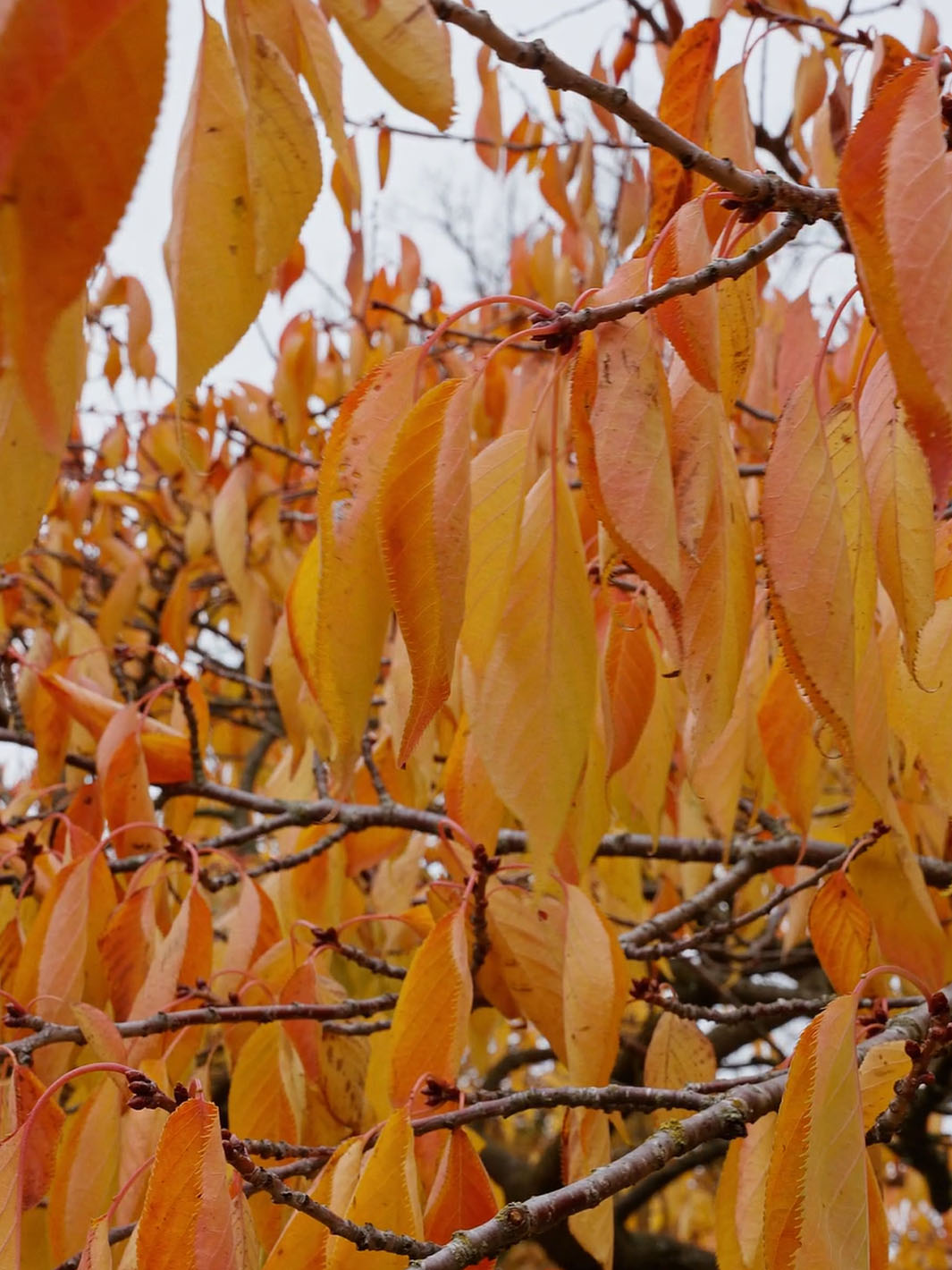 herbstlich gefärbtes Laub am Baum