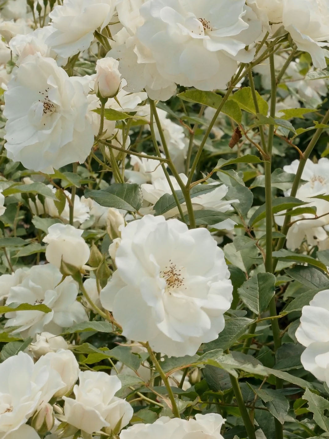 Nahaufnahme von weißen Rosen.